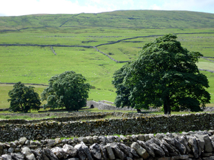 view-from-bunkbarn.jpg